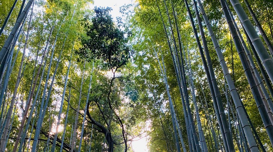 These Trail Cam Images Will Seriously Make You Rethink Hiking